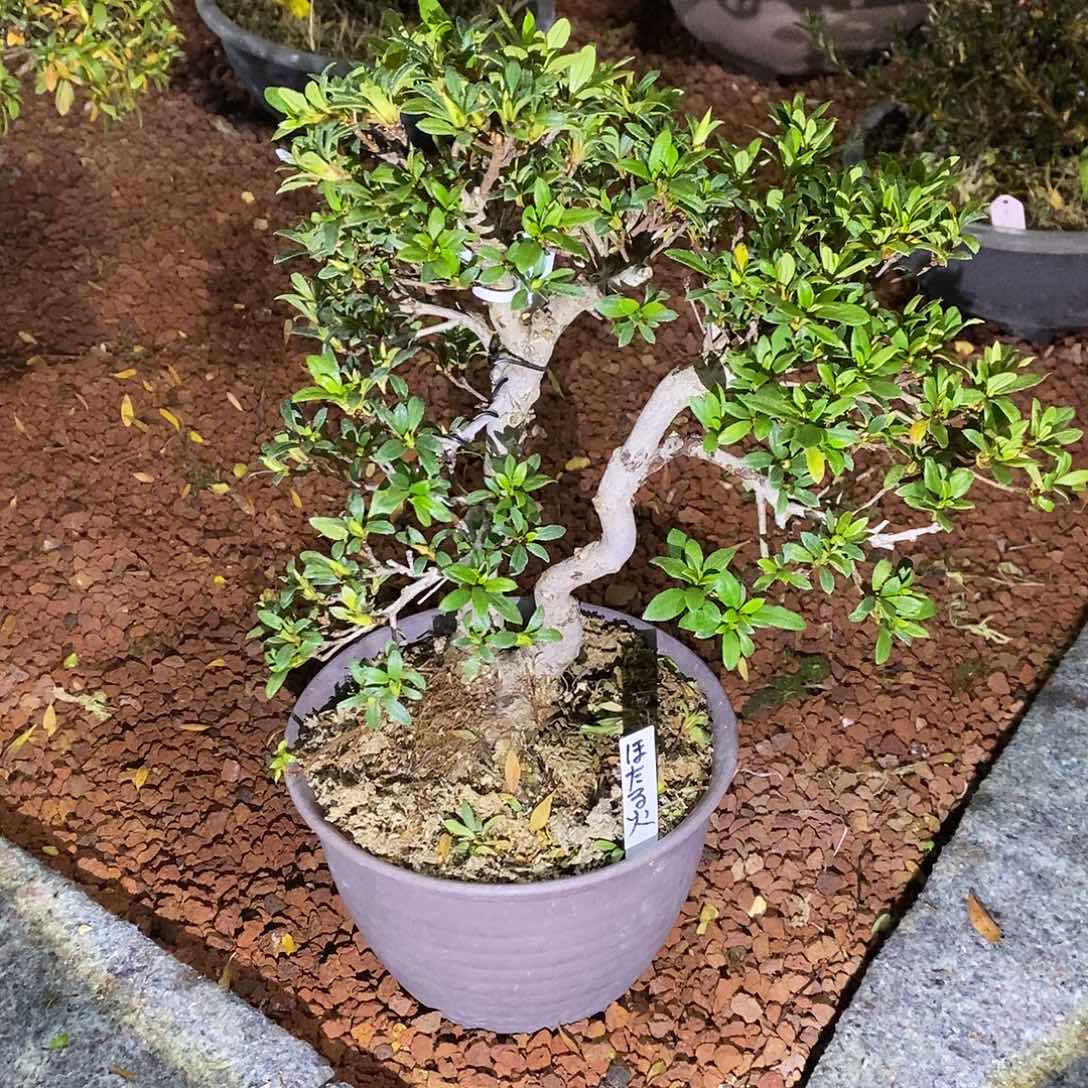 x*y杜鹃花包邮9846