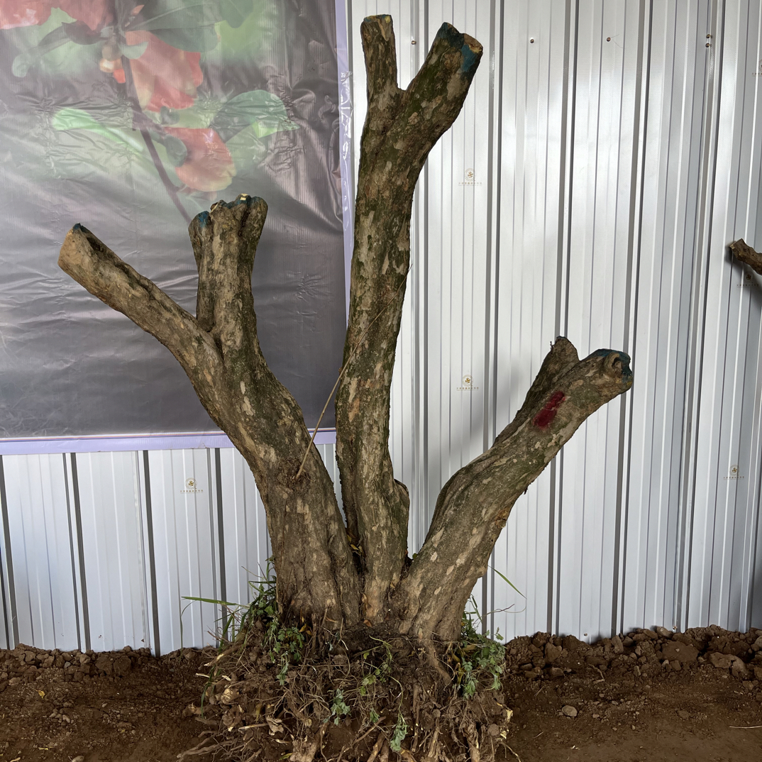 大红袍精品别墅庭院景观盆景树