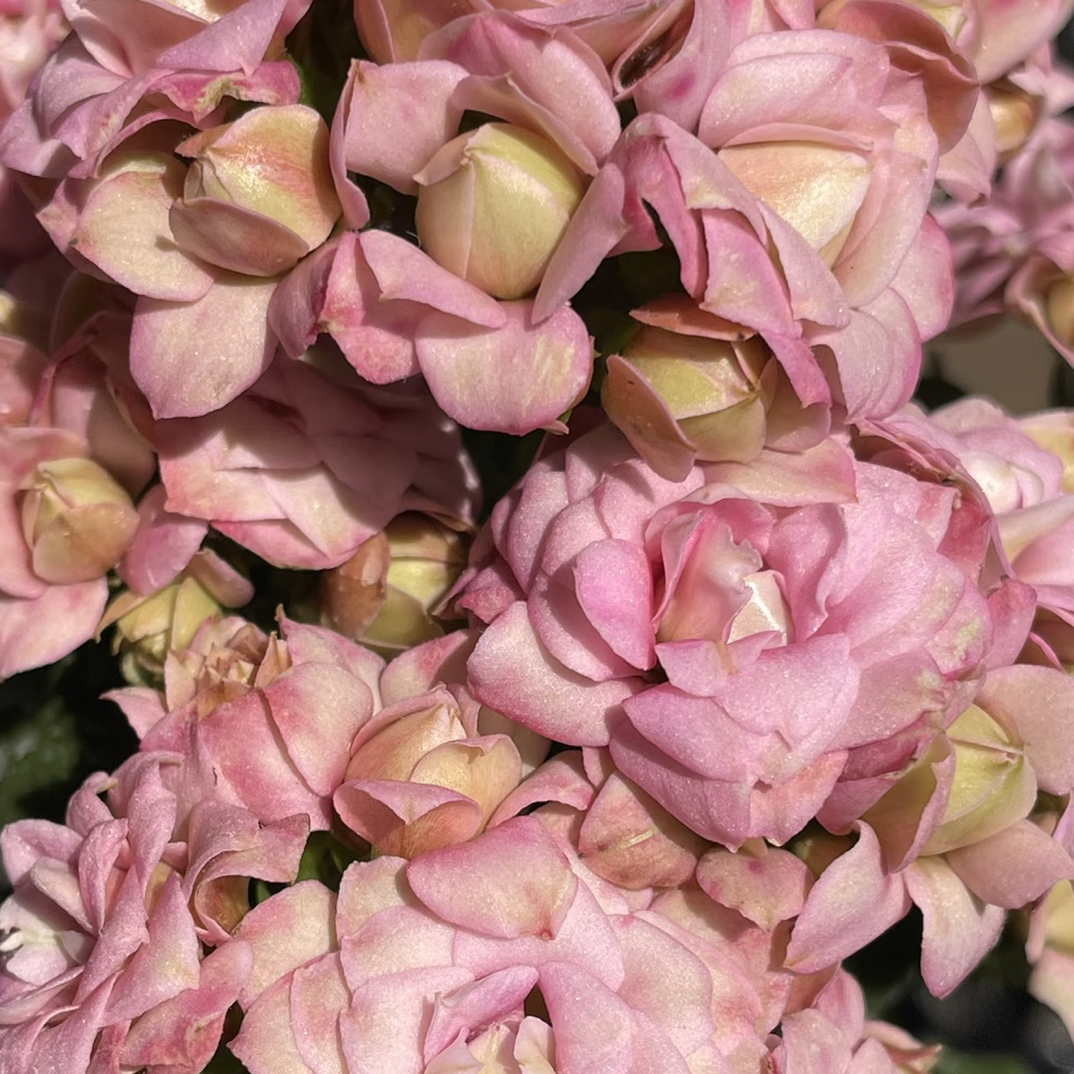 （莉莉安）110盆长寿花