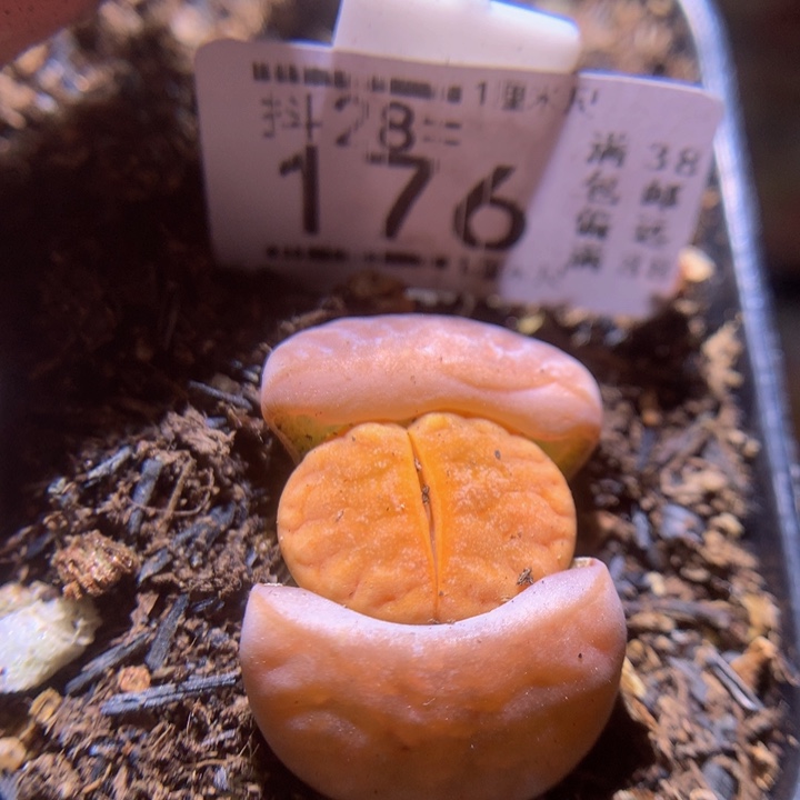 精品生石花28.176