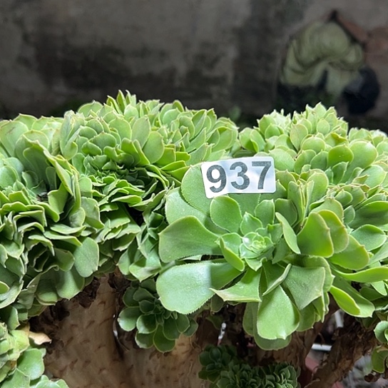 *****多肉植物一个有伤937