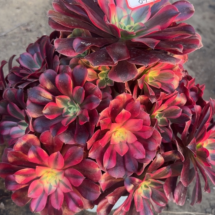 美杜莎多肉法师不包损69