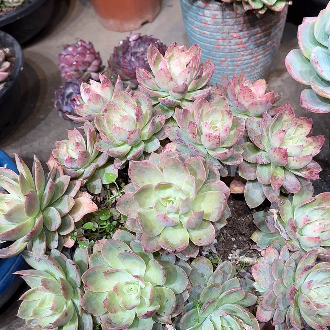 同温层多肉丝绸面纱394