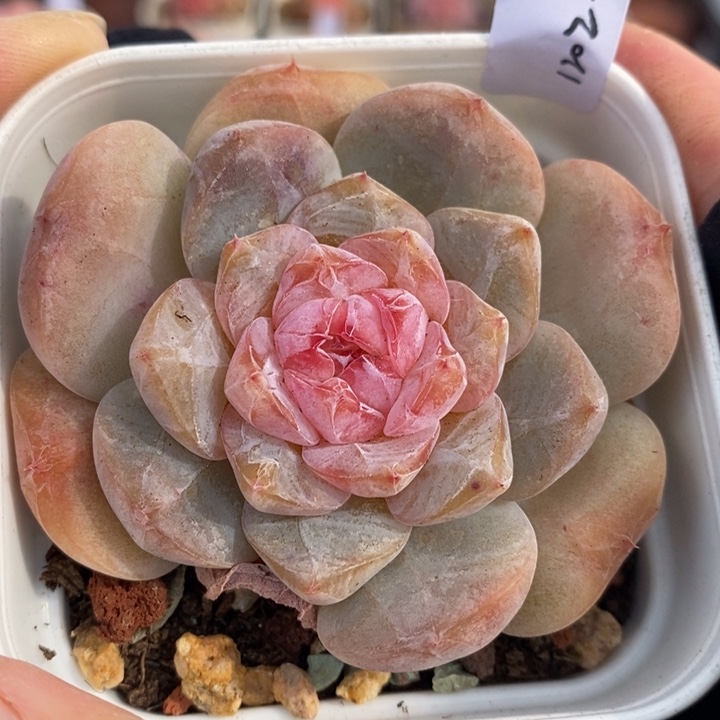 1202-562，糖心多肉