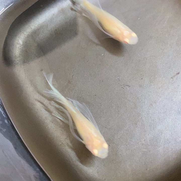 *****蓝白绣球孔雀鱼孔雀鱼