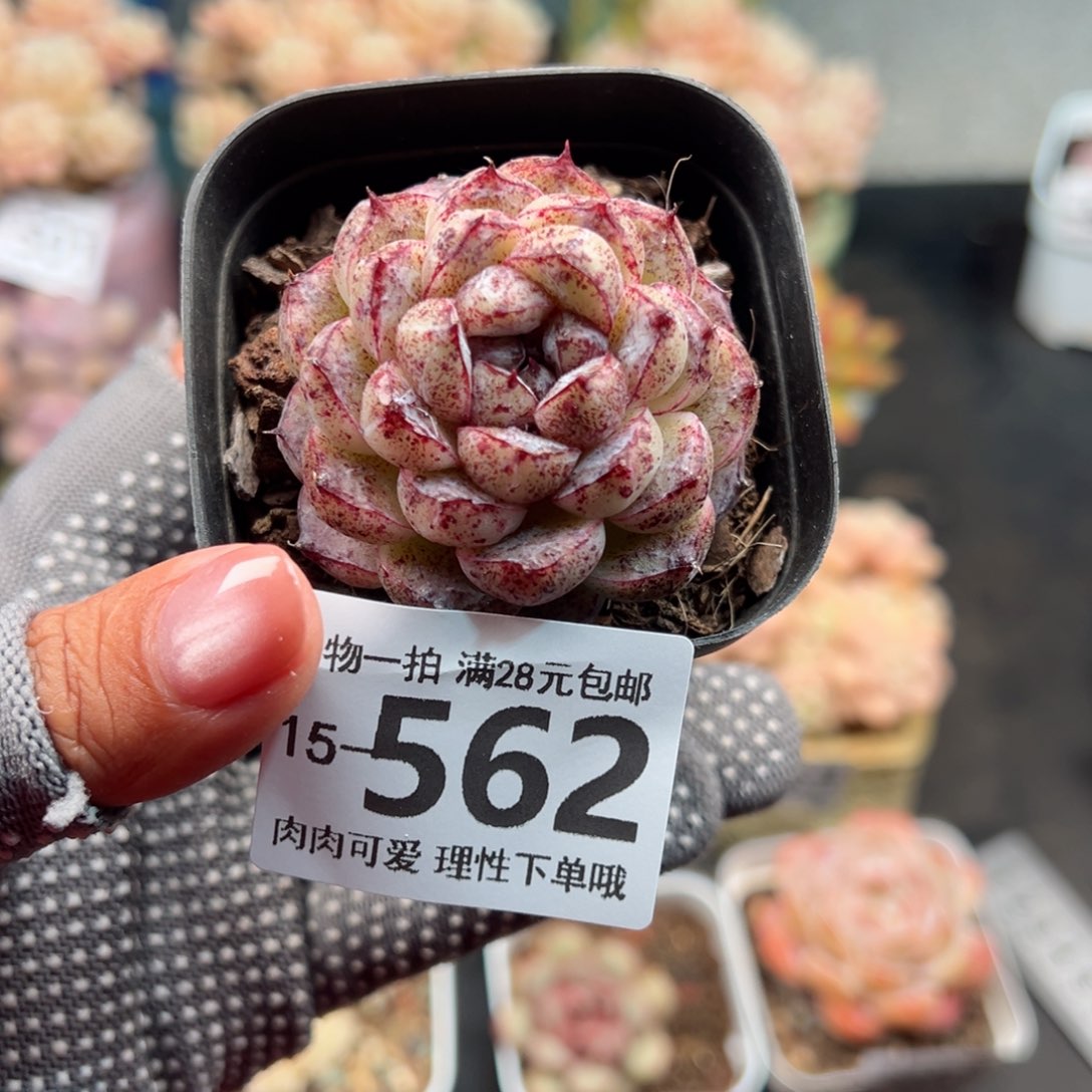 赤水晶多肉多肉多肉多肉