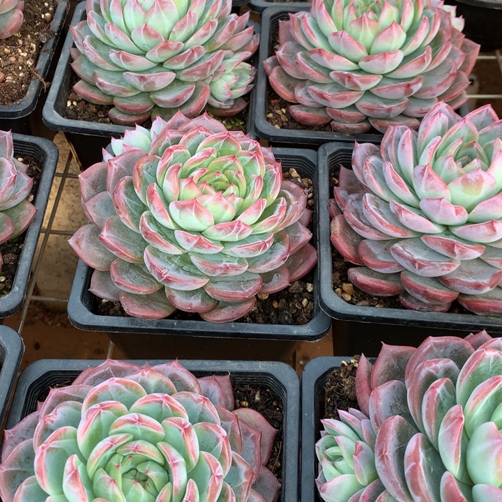 超大红鸾多肉植物脱土