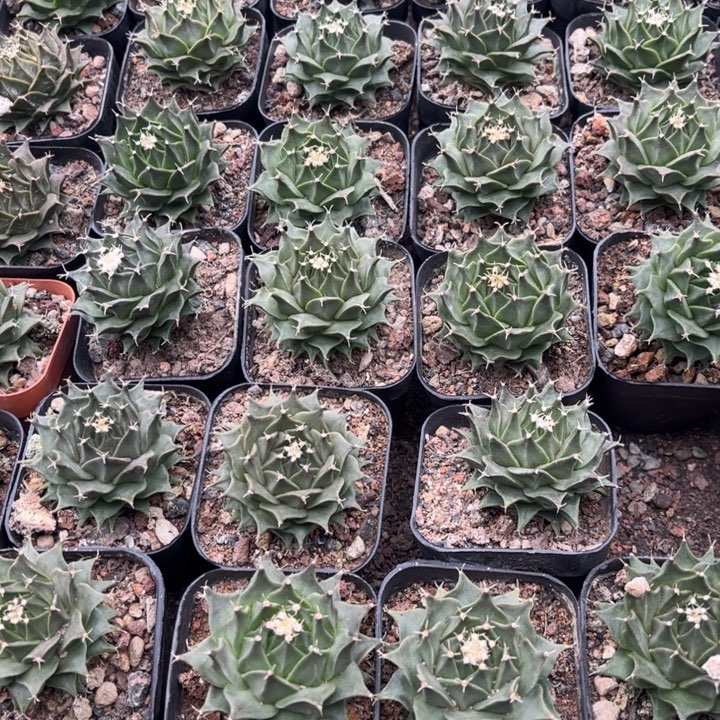 实生帝冠皮实好养好活