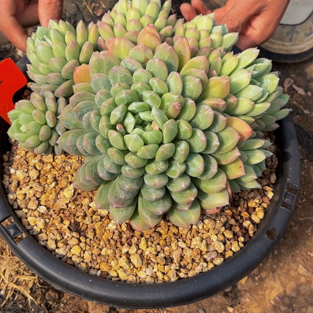 影**源2902号上午多肉植物群生多肉植物