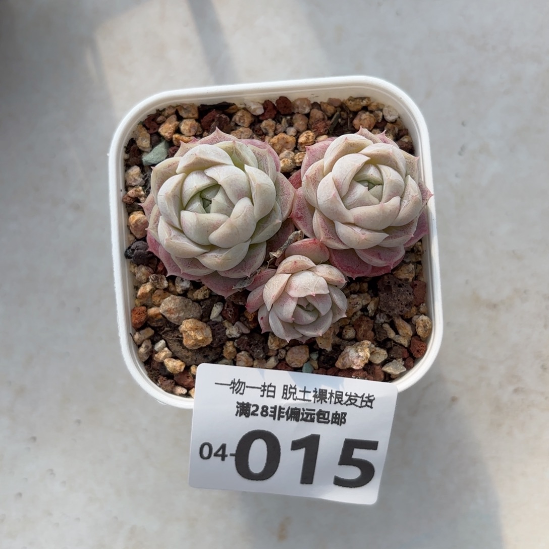 绯雪多肉多肉多多肉