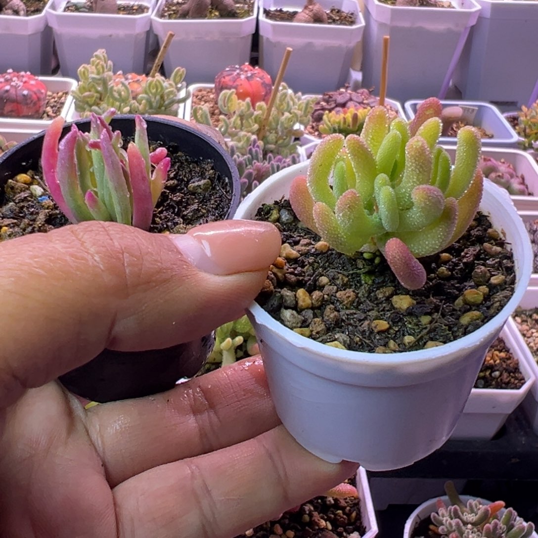 苏***嘎多肉植物枝干钻石黄锦和冰花锦