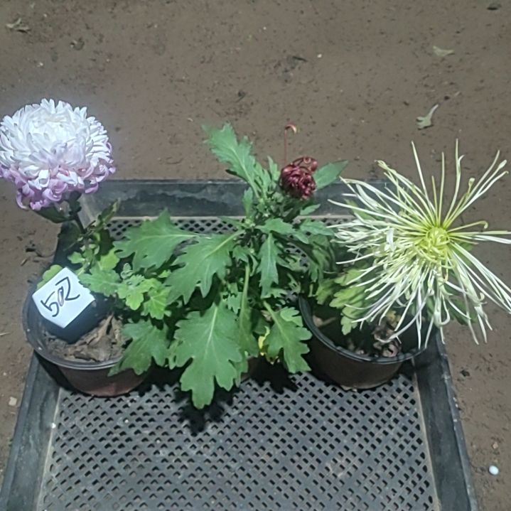 完全开放土球发货无售后一物一拍502