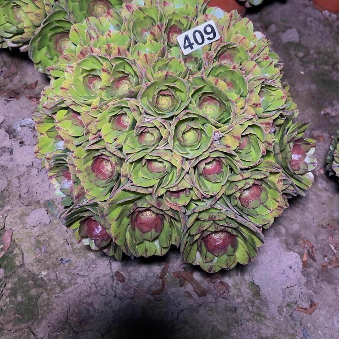 万圣节拉丝14//31包邮法师