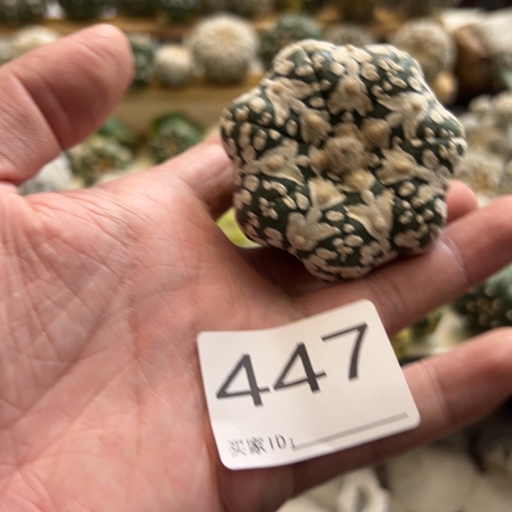 岁***香兜星球仙人球447号