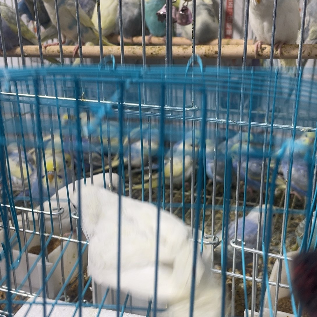 虎皮鹦鹉金彩鹦鹉