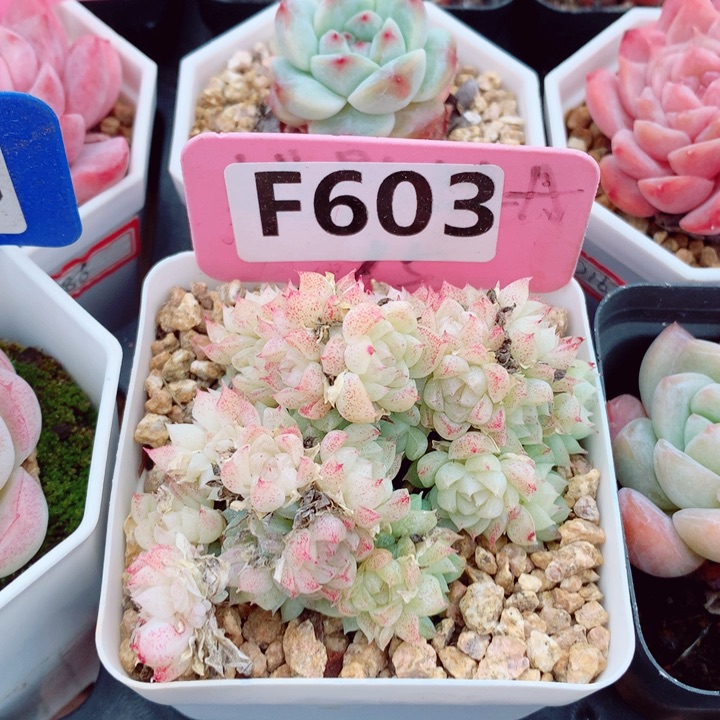 麦秆6cm不包整群