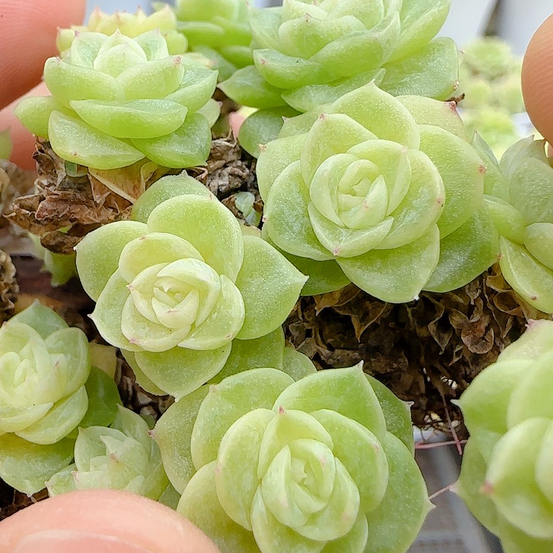 【闪购商品】0706-11花朵优选麦杆