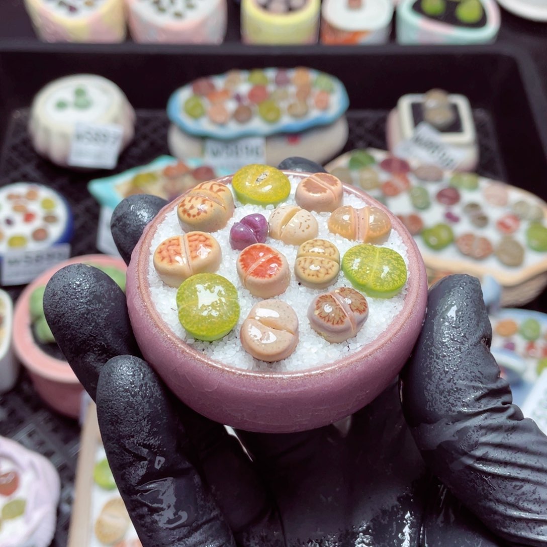 w5911--带盆土发货，零下地区拍保温箱