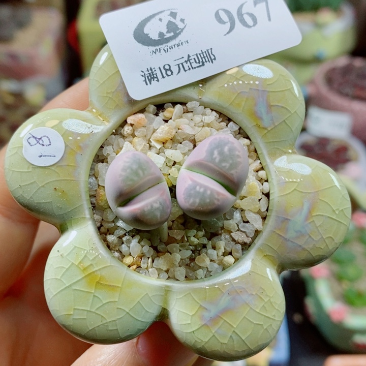 生石花花花花花花花967