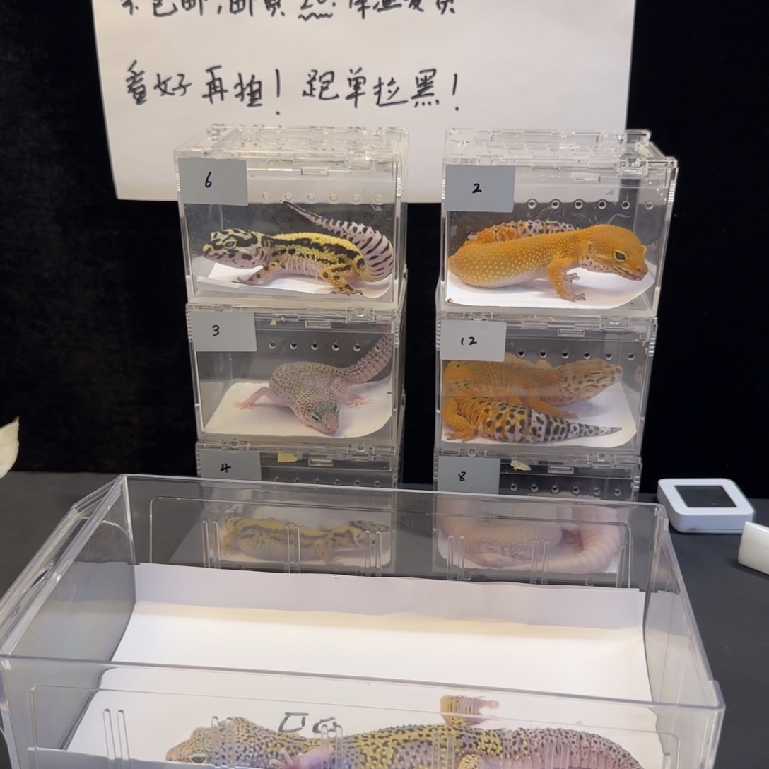 豹纹守宫111111111
