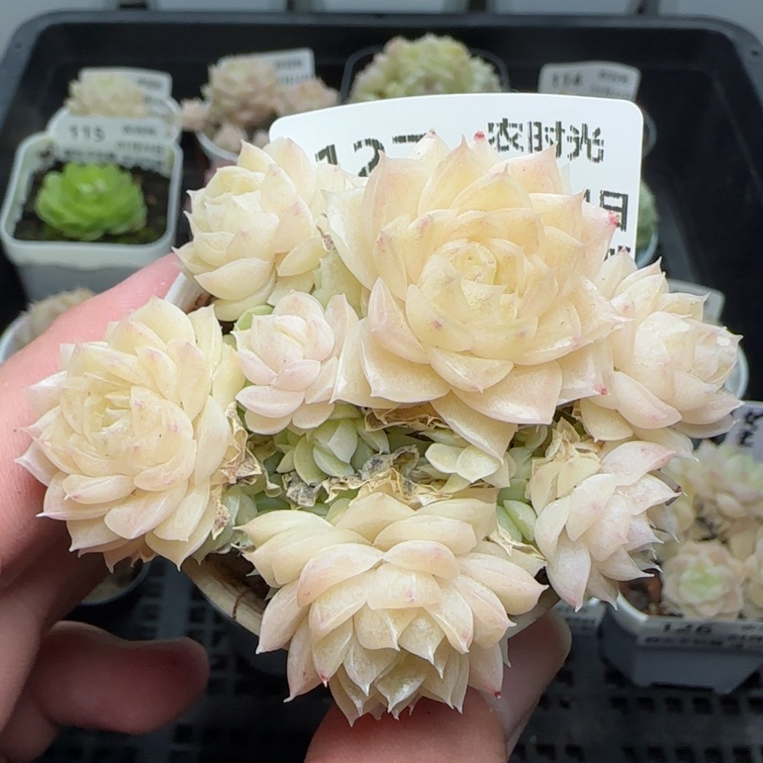 0124-127珠光麦秆