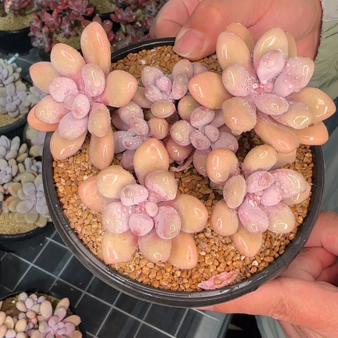 从前慢甄选多肉编号亚美奶酪