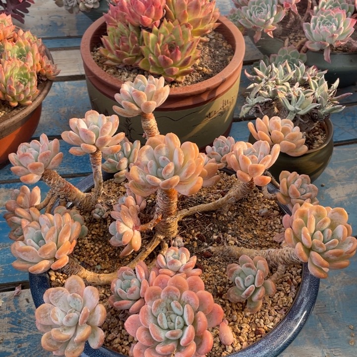 【闪购商品】香水杂带盆土