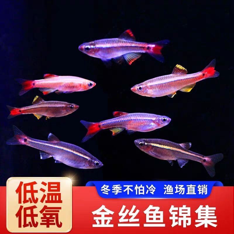 冷水鱼白云金丝鱼小型鱼观赏鱼淡水鱼原生鱼草缸鱼灯科好养不加温