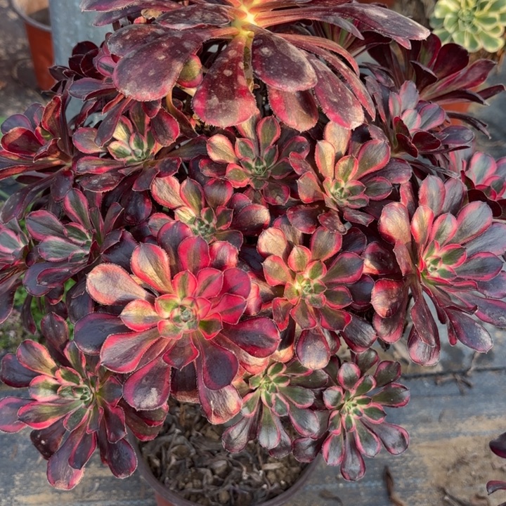 丽娜多肉法师不包损18