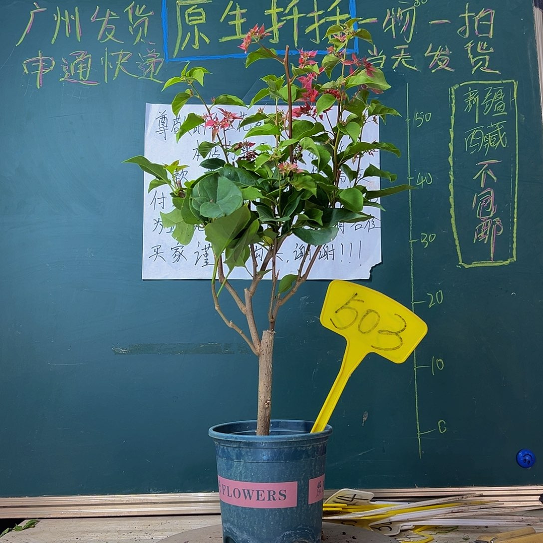 当前无花栽培后可以开花重瓣红503