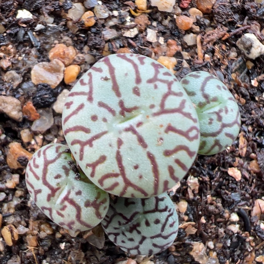 2.17好看的多肉149