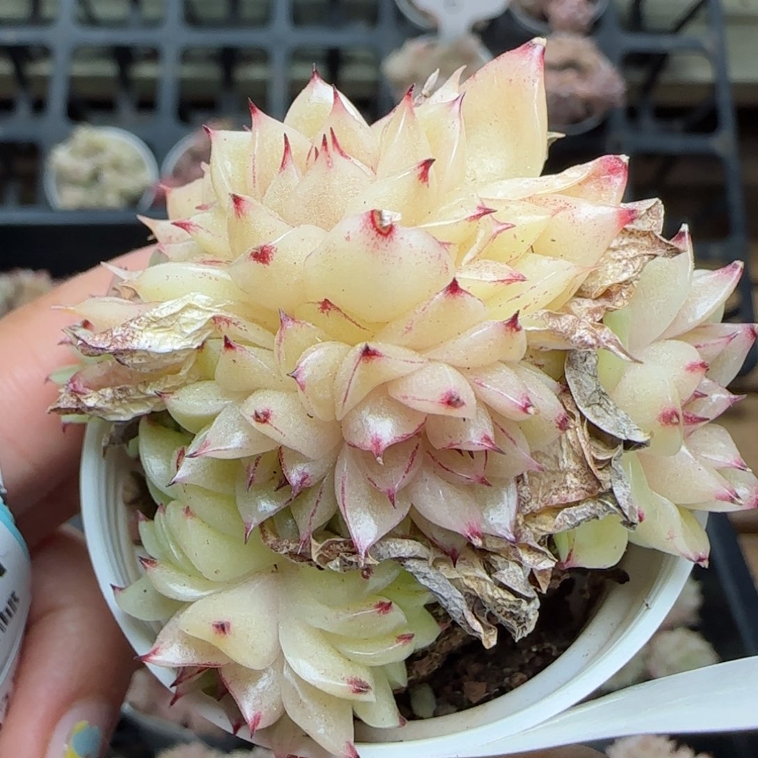 花语逸镜0225-433散