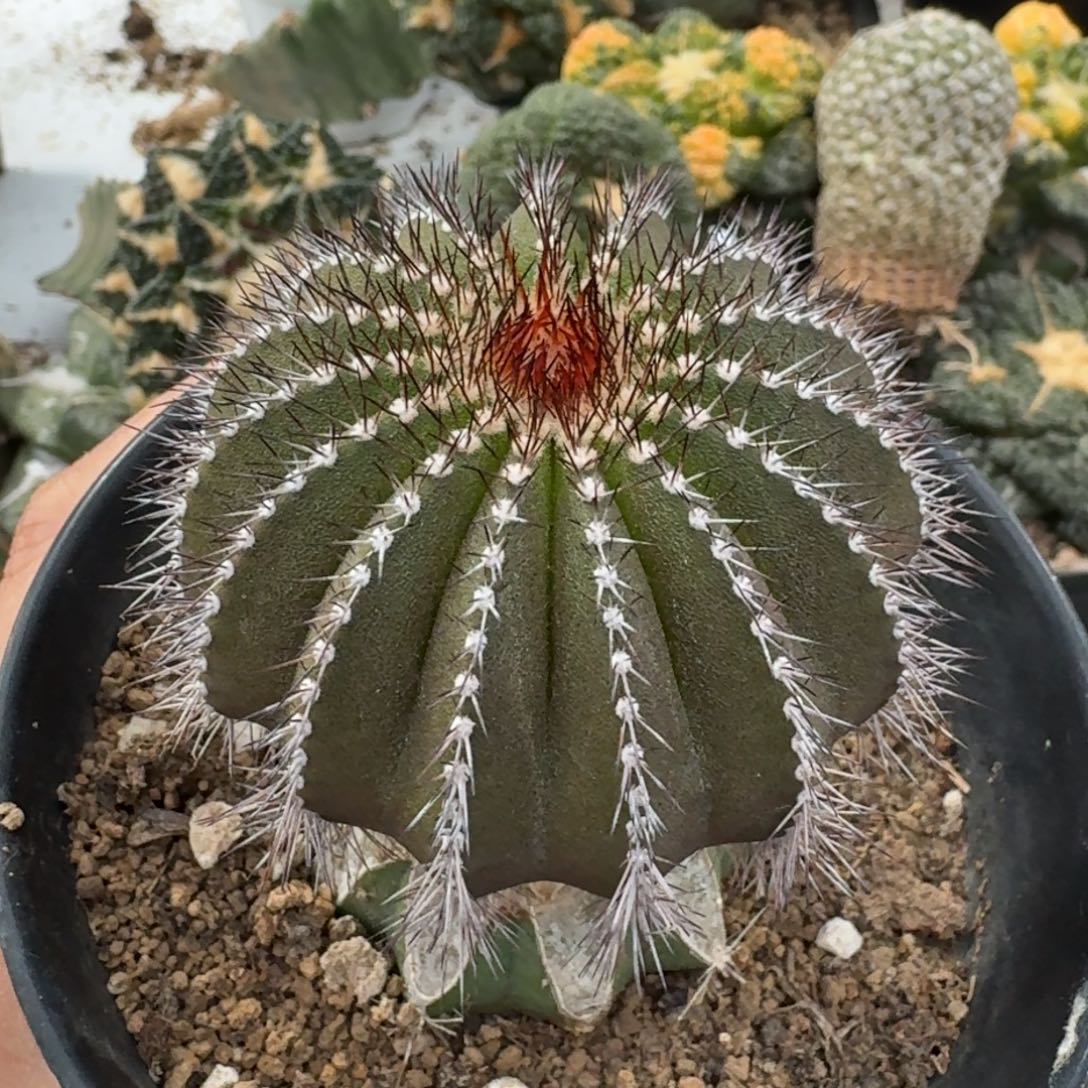 【闪购商品】尤波球微瑕疵