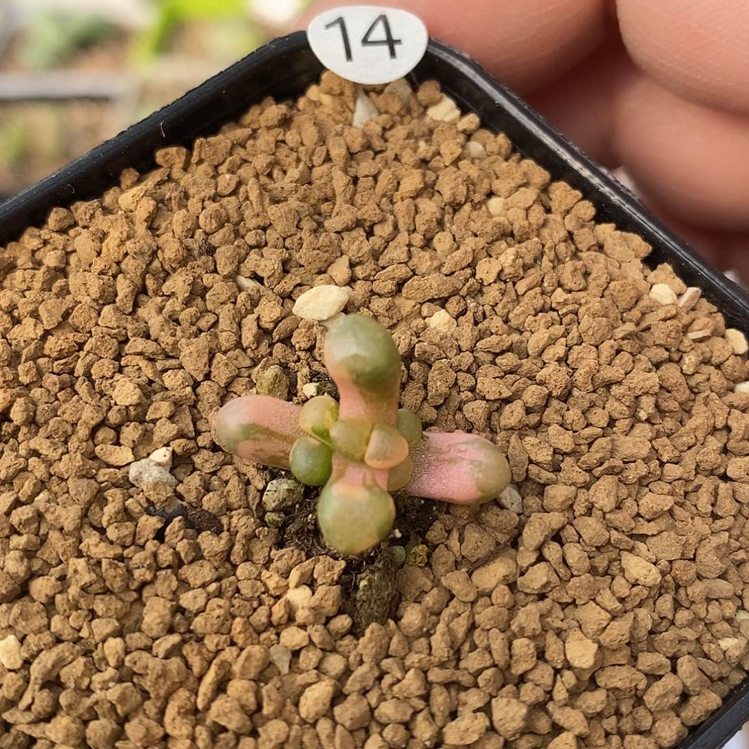 五十灵玉锦多肉植物14号