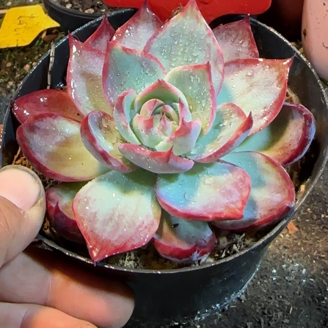 惊鸿一物一拍包装收缩花旱215