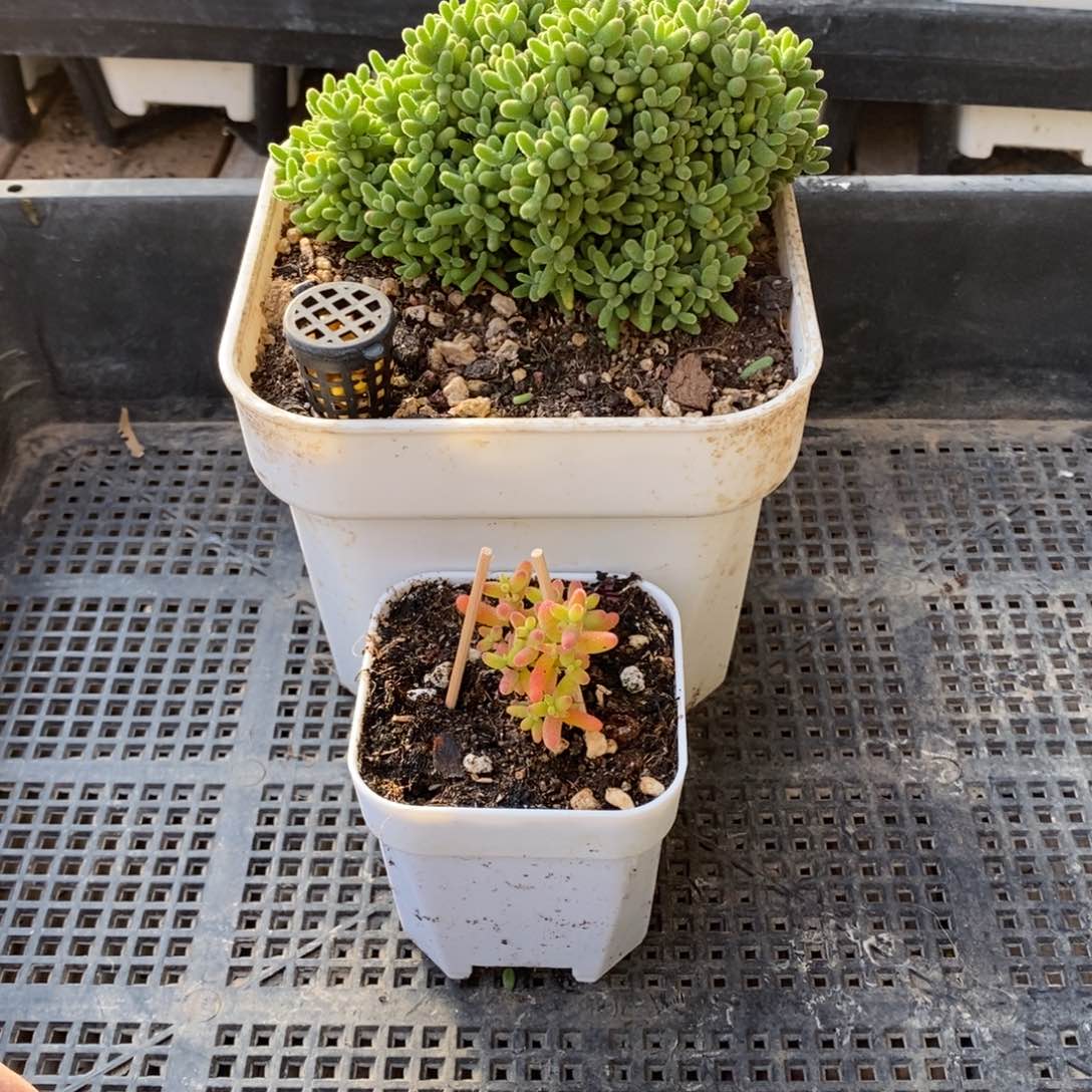 枝干番杏多肉植物005