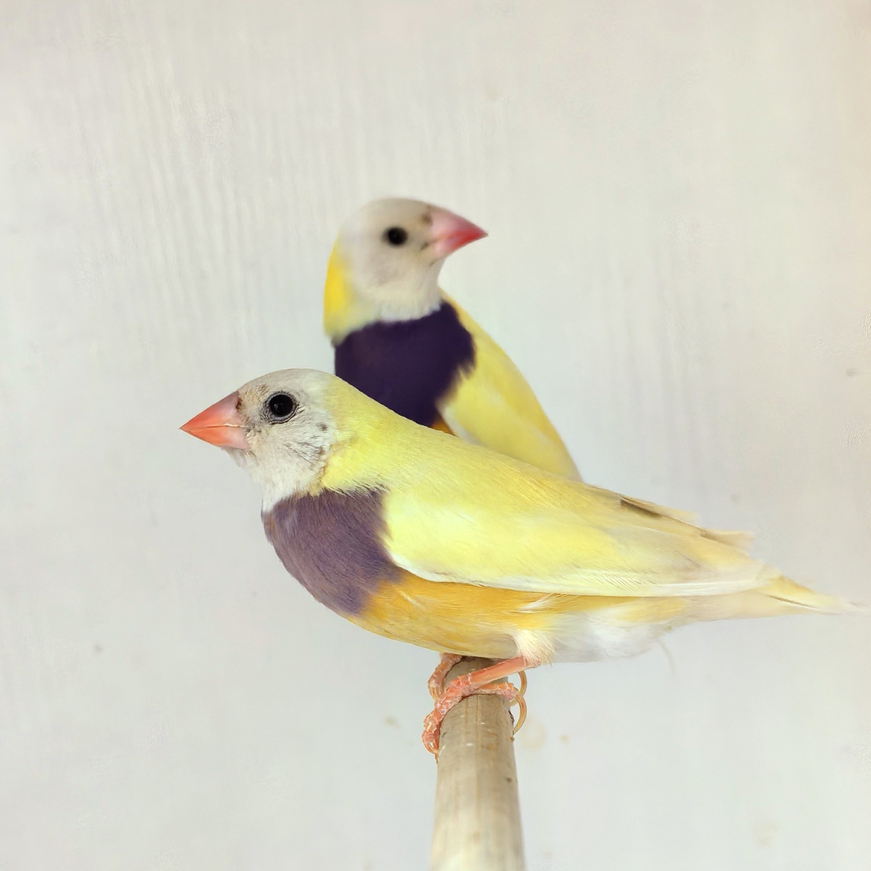 文鸟珍珠活体（七彩文鸟金背）