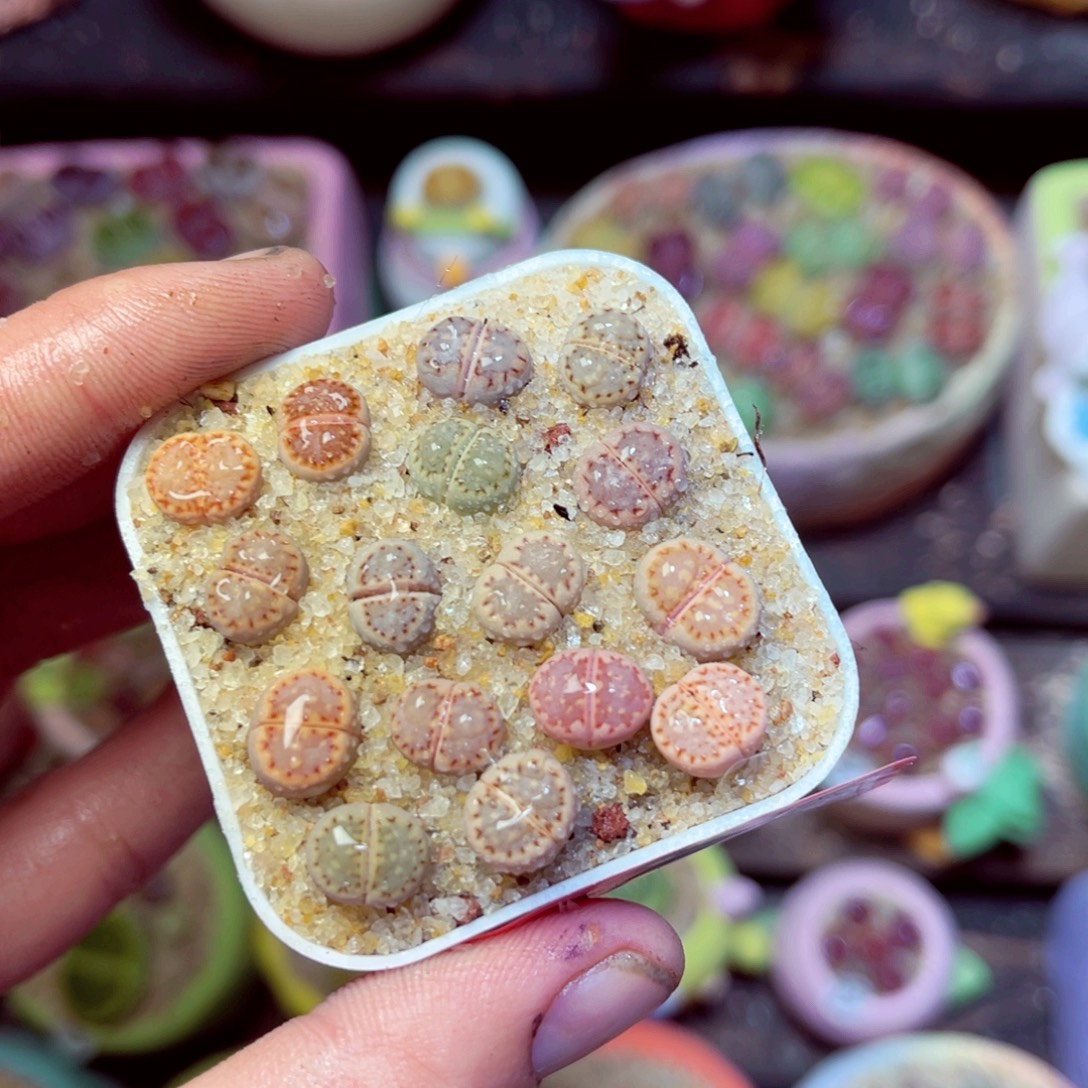 155生石花带盆发1