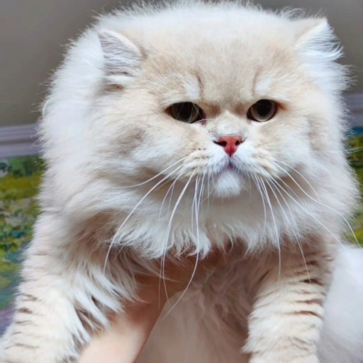 英国长毛猫紫金渐层