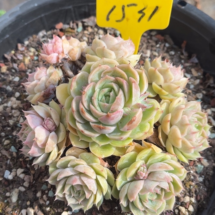 1531多肉5578888888888