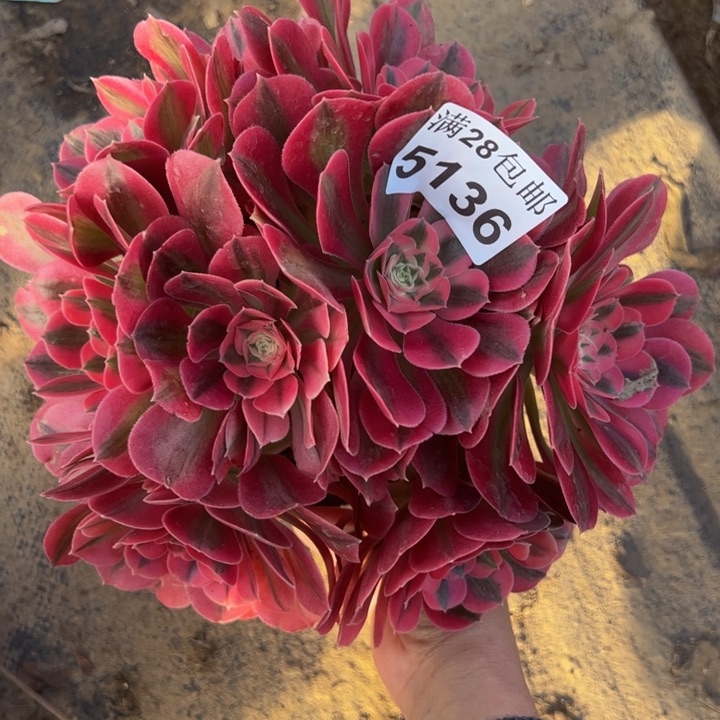 5136女巫多肉植物