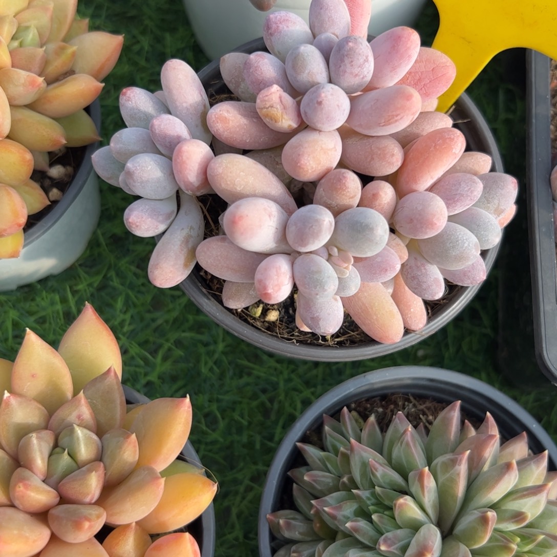 粉色恋人多肉植物