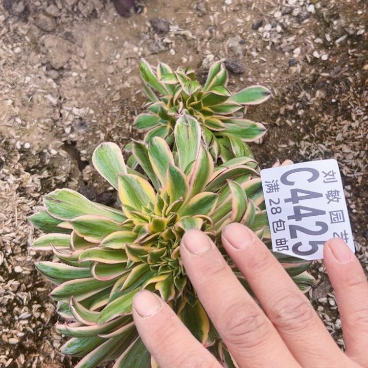 灿烂缀多肉植物法师4425