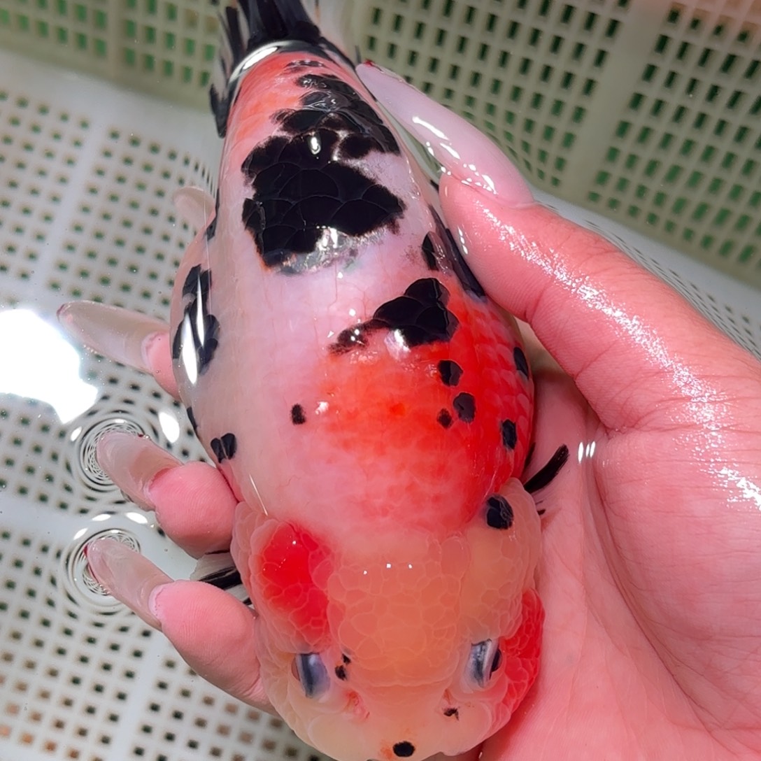 潇***洒金鱼拍包装包邮不拍包装运费到付