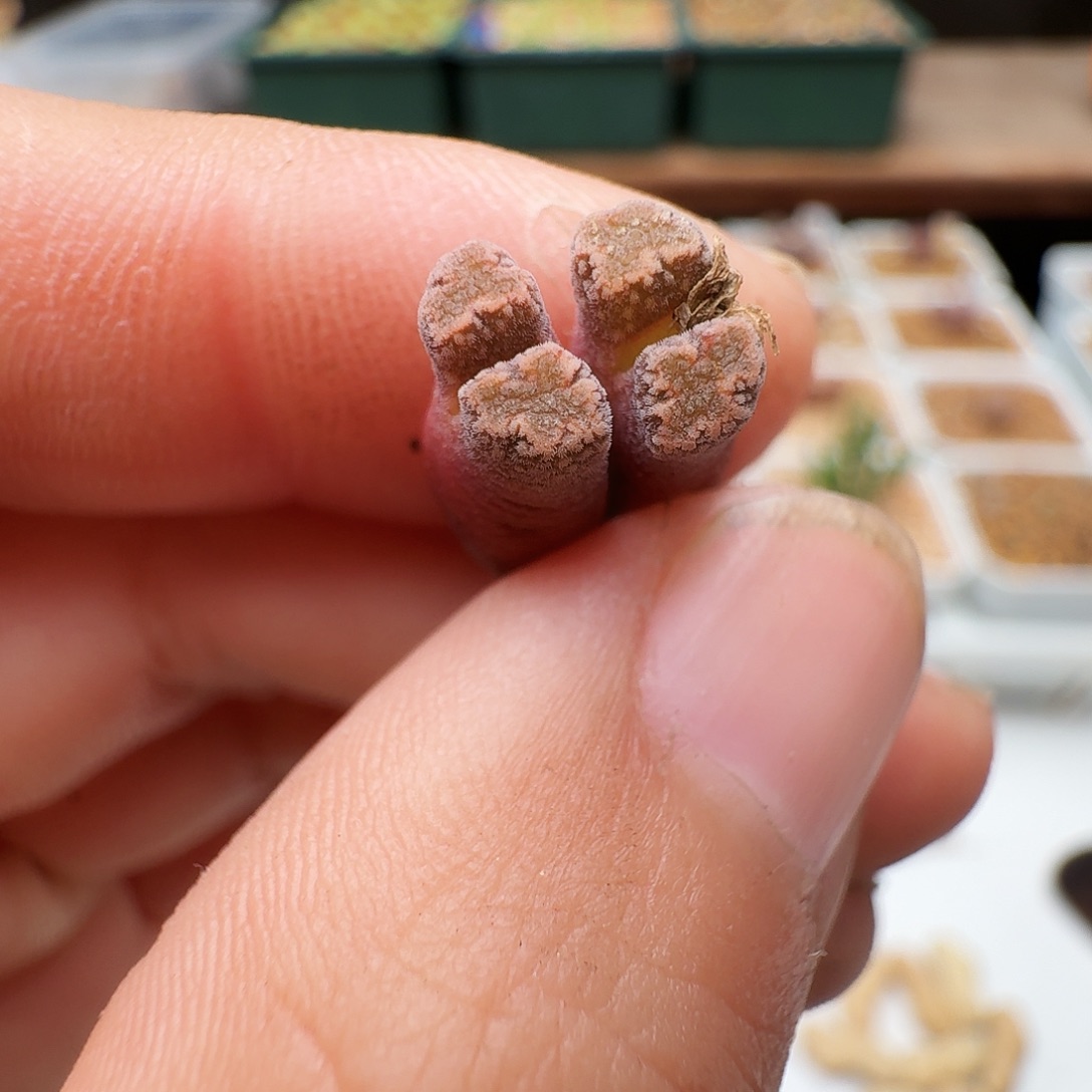 栗***干多肉植物福利肉锥704