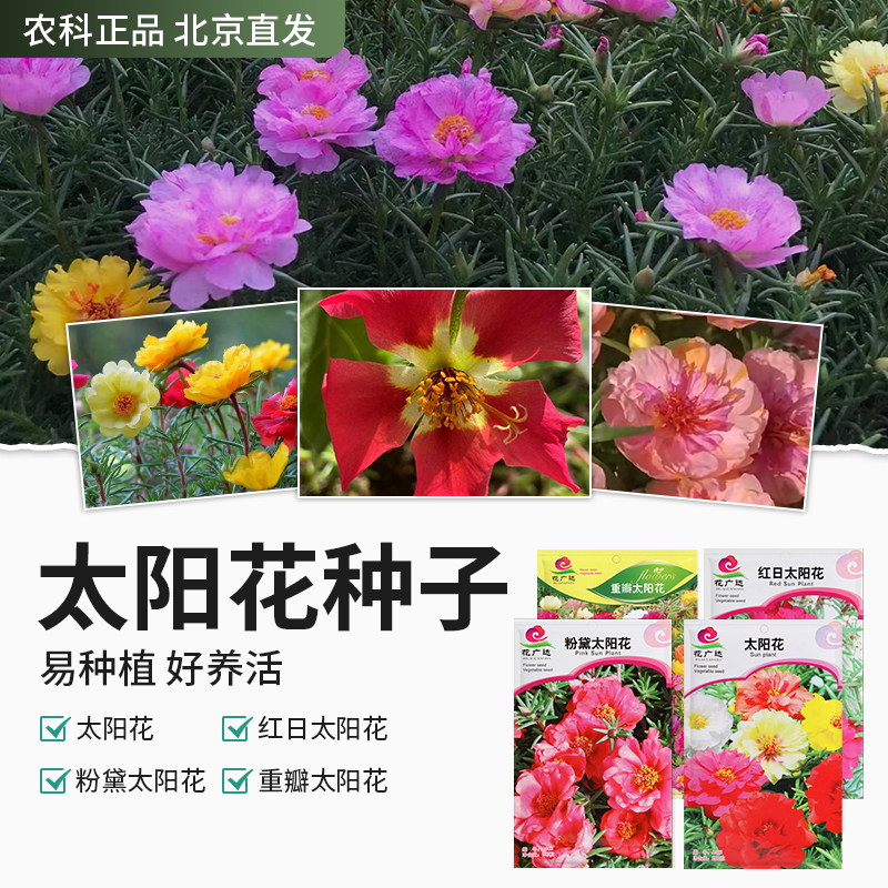 【农科院推荐】太阳花种子重瓣太阳花种子花卉种子鲜花绿植四季