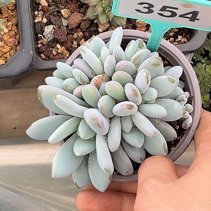 多肉植物橙龙群354