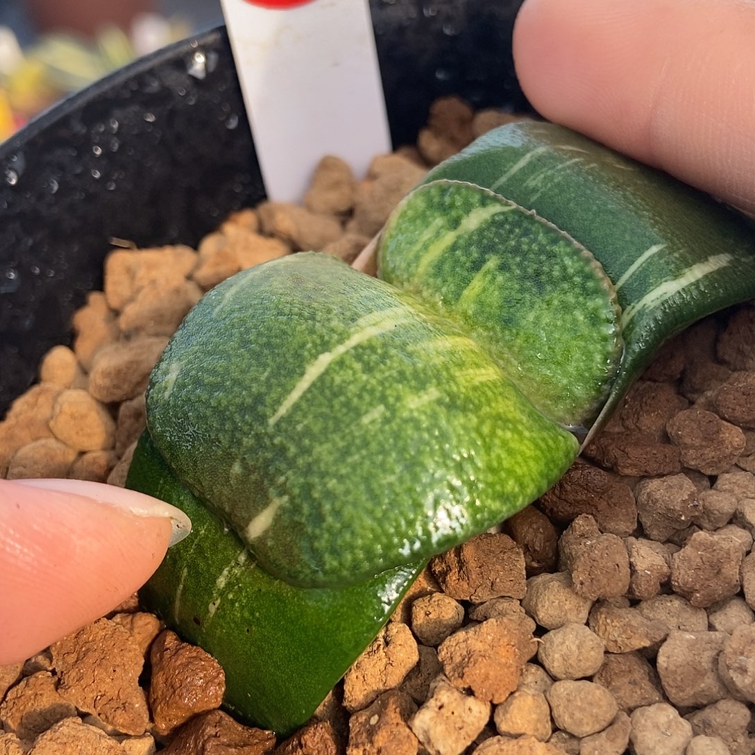 270军配卧牛实生锦带盆发货