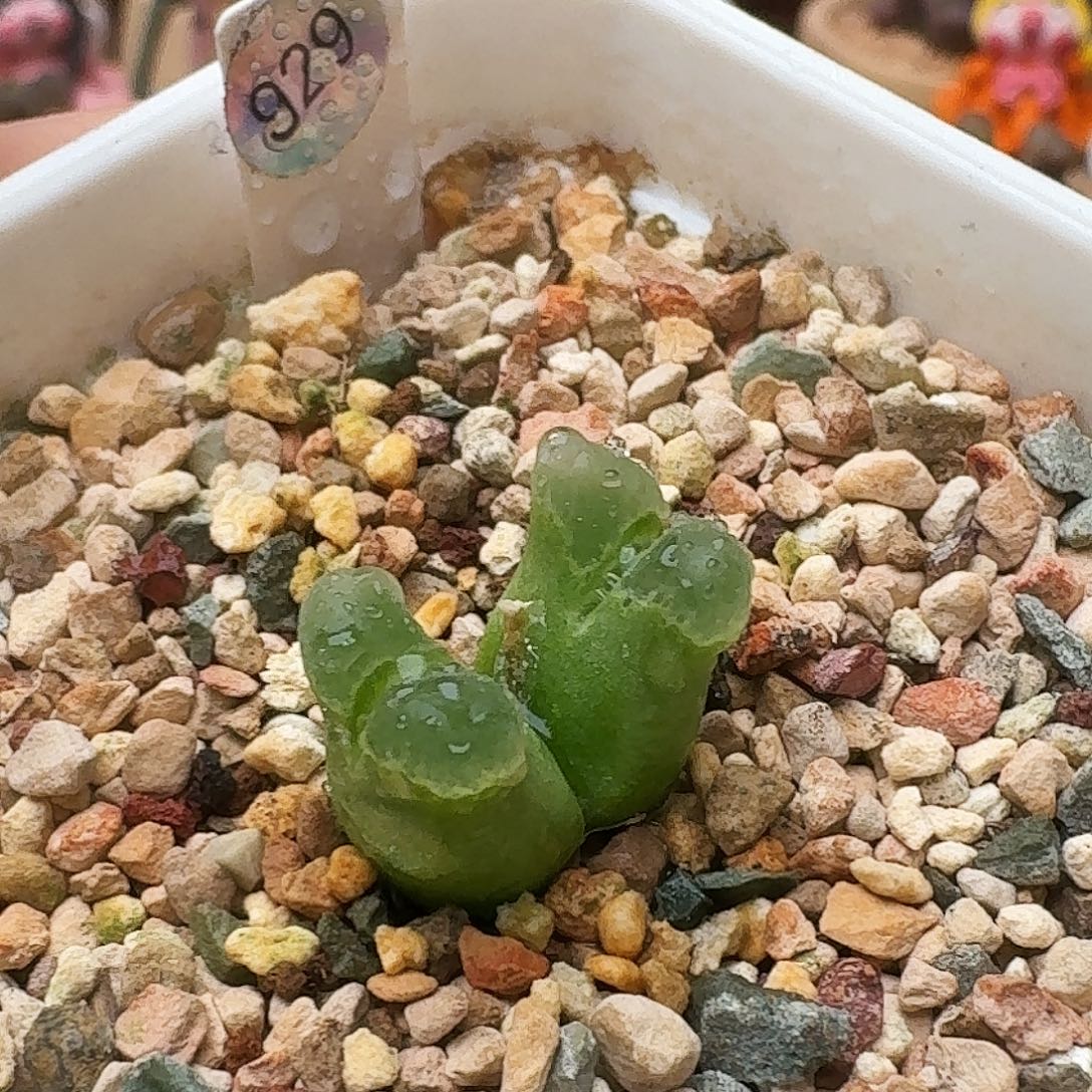 多肉植物福利风铃929