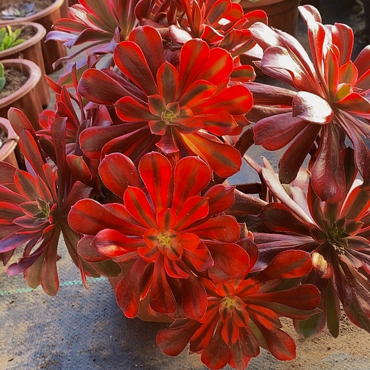 多肉植物蒙娜丽莎